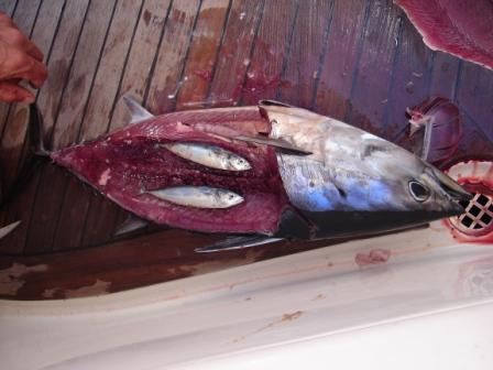 2 baby tunas eaten by a tuna