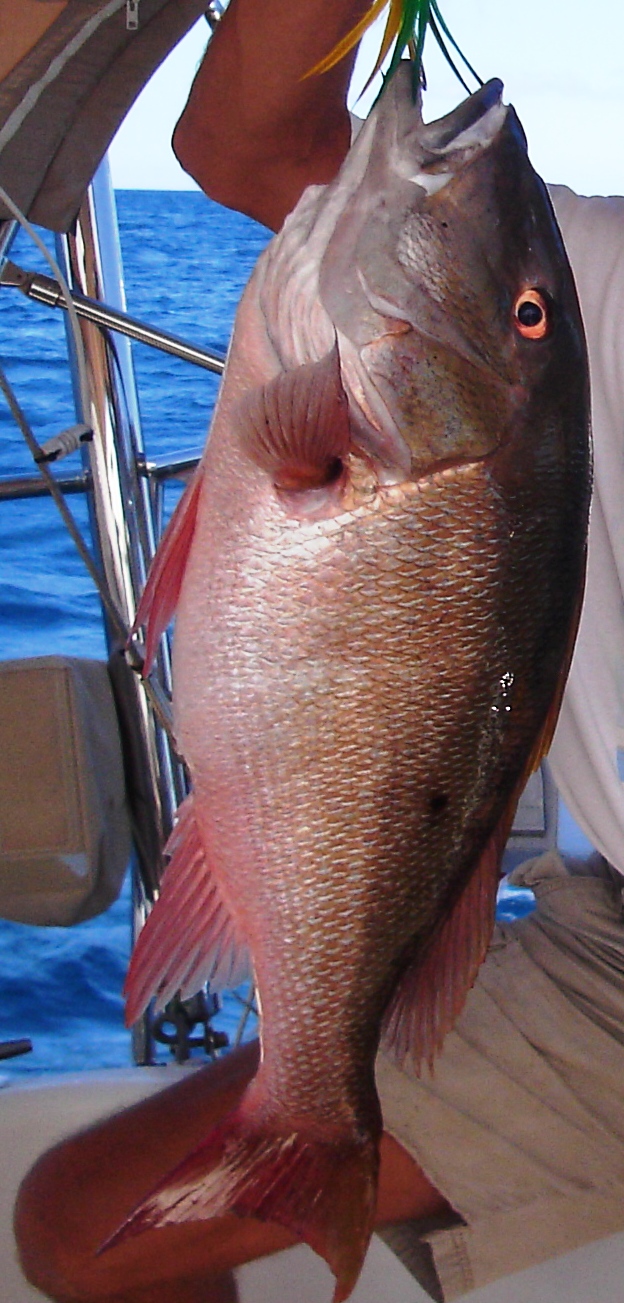 Mangrove Snapper, Codrington Bank