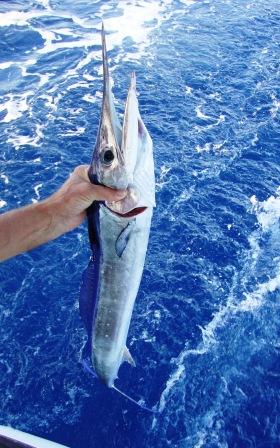 Catch and release Marlin!