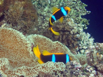 j3631